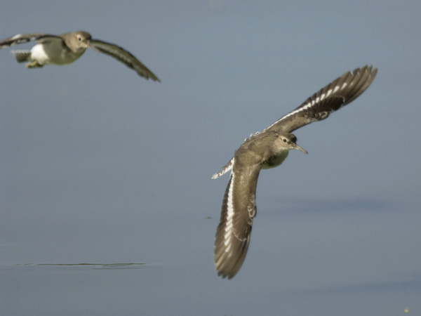 Rantasipi, Common Sandpiper, Actitis hypoleucos